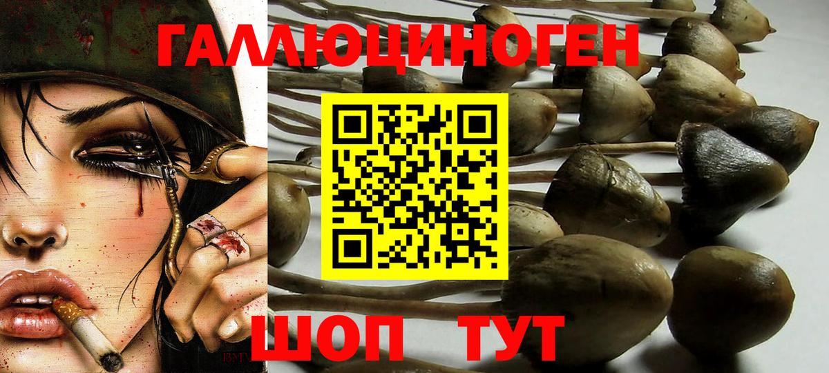 Галлюциногенные грибы Psilocybine cubensis Озёры